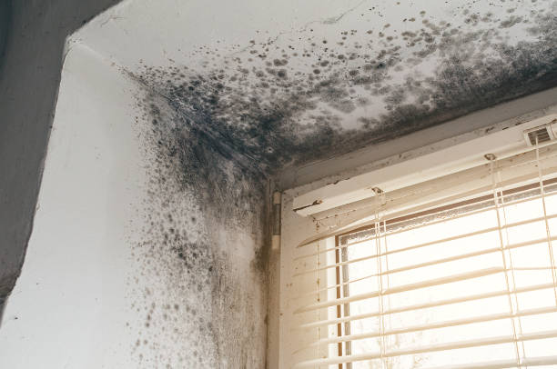 Affordable Attic Mold Remediation solutions in Cape Charles, VA